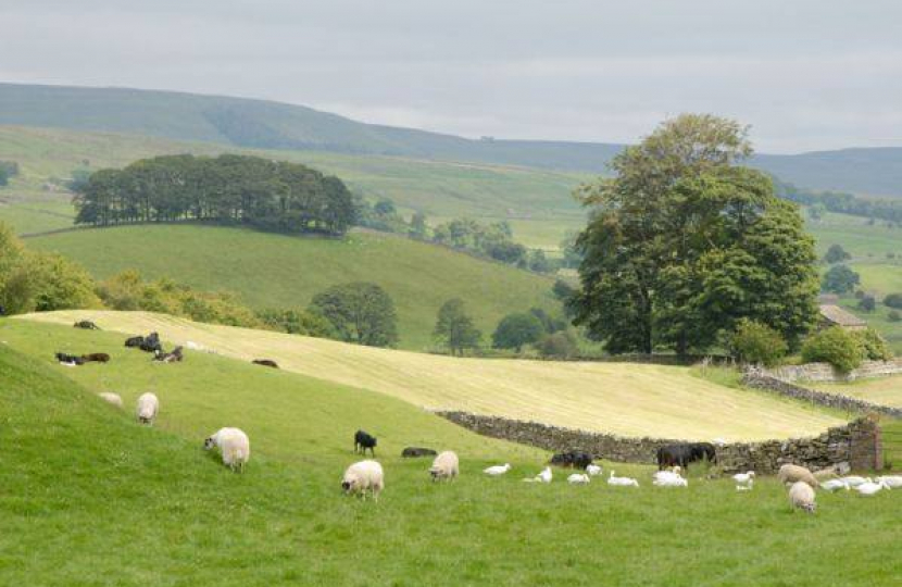 Skipton & Ripon countryside