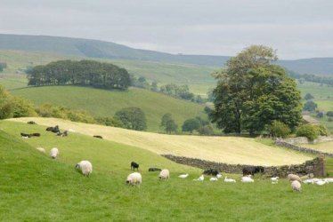 Skipton & Ripon countryside